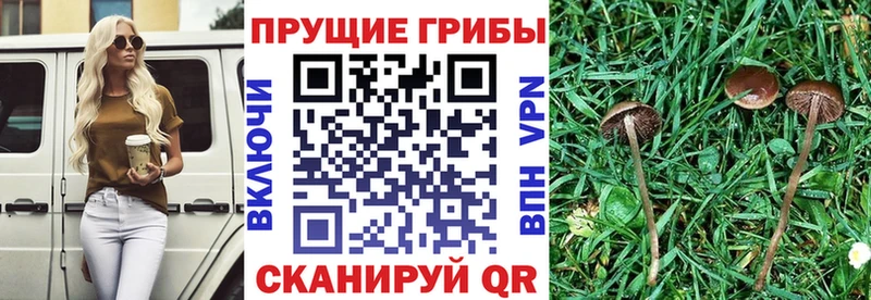 Галлюциногенные грибы мухоморы  Купить закладки  Тамбов 